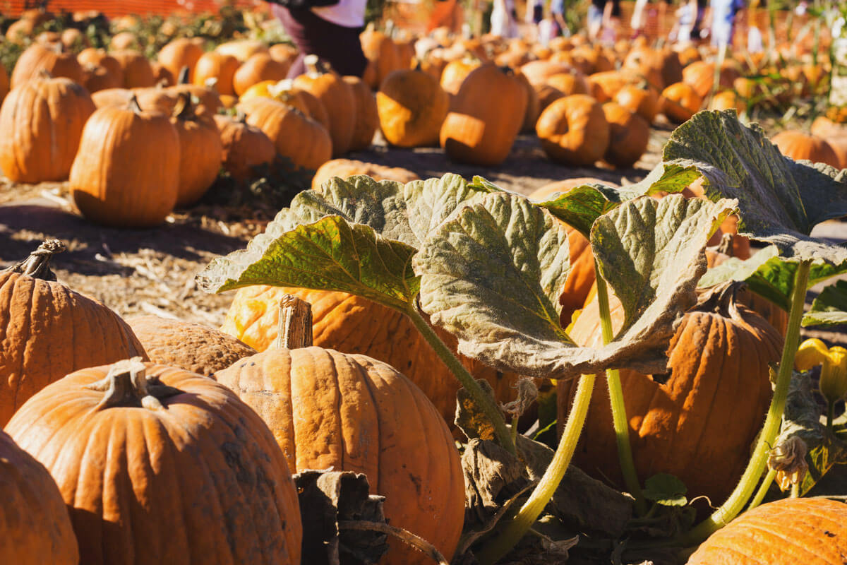 pumpkin-picking-at-Tanaka-Farms-in-Irvine-California