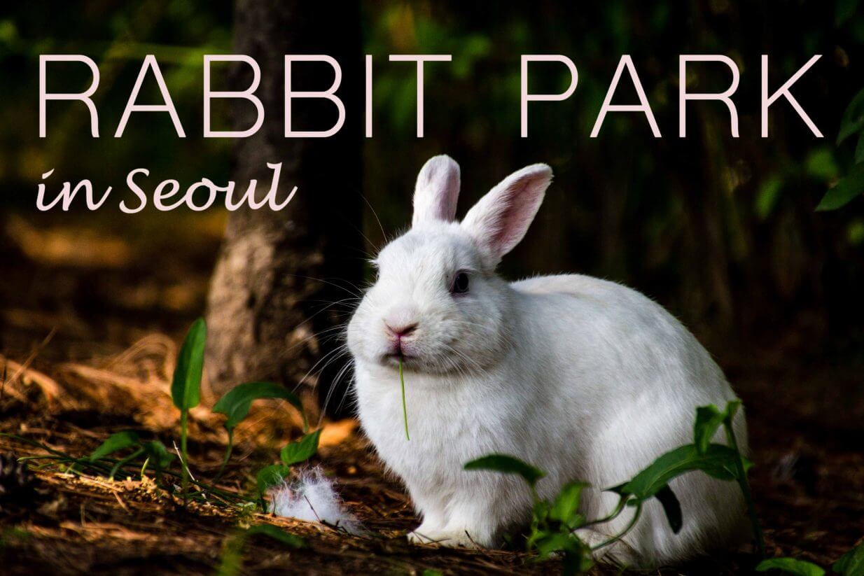 Rabbit Park in Seoul