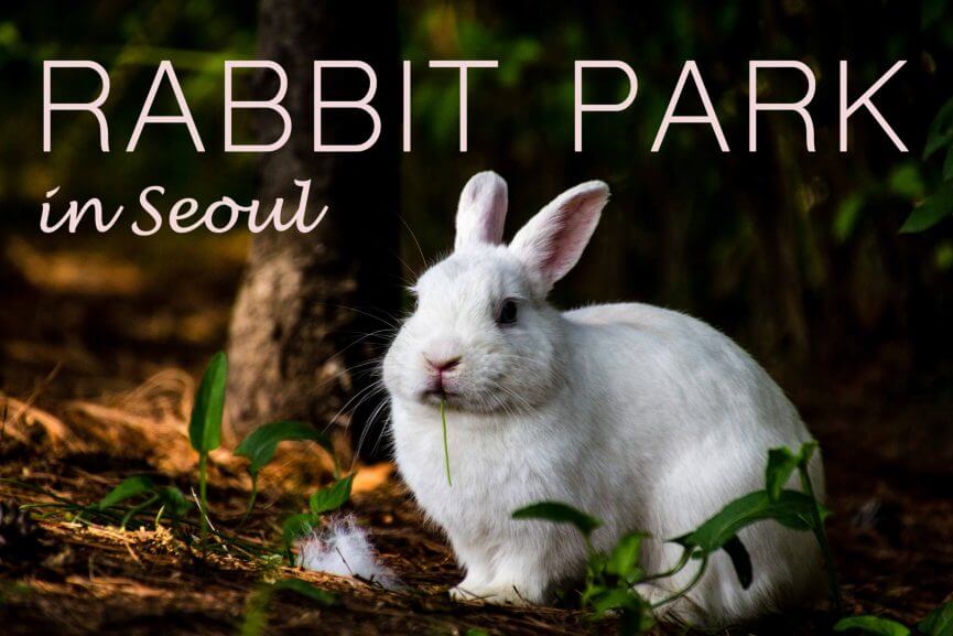 Rabbit Park in Seoul