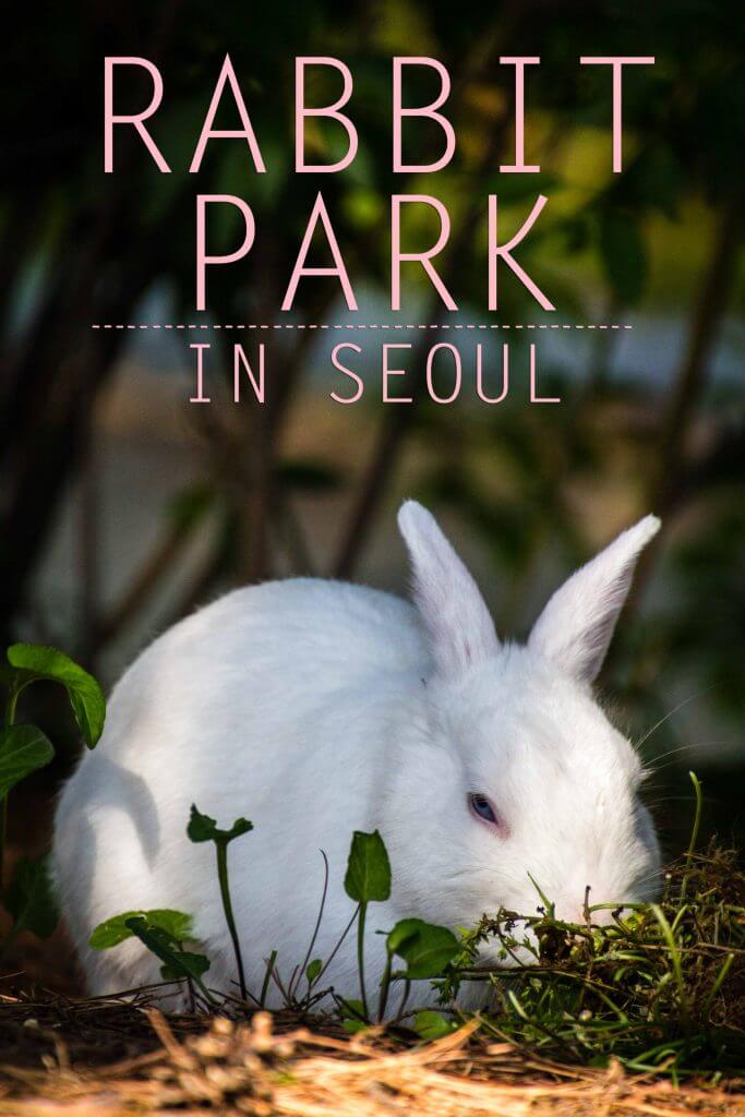 Rabbit Park in Seoul