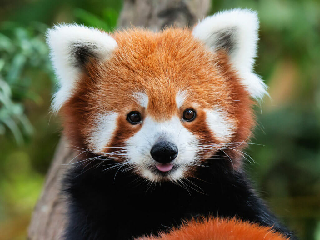 red-panda-at-Trevor-Zoo-in-Millbrook-New-York
