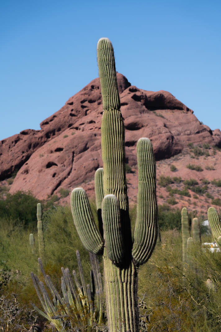 saguaro cactus at Desert Botanic Garden in Phoenix and Tempe arizona