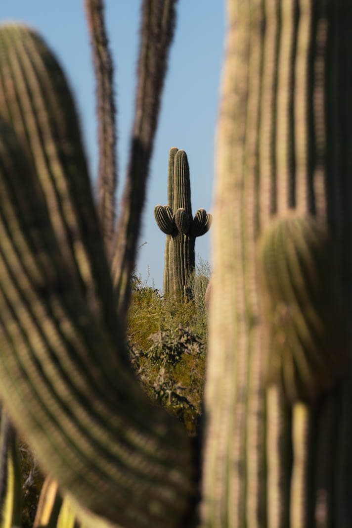 saguaro cactus in desert botanical garden in phoenix and tempe arizona