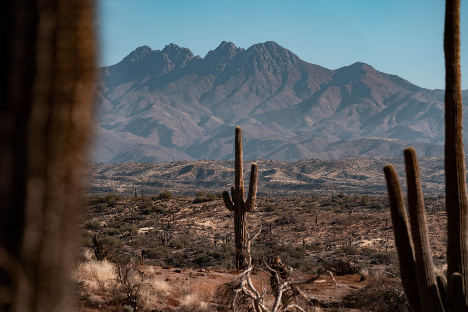 scenic driving views of saguaro around the Sonoran Desert in Arizona