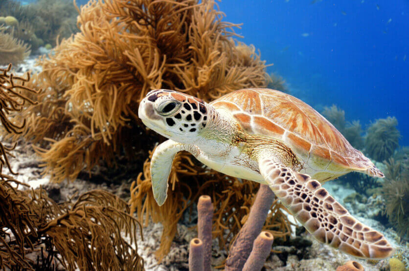 sea-turtle-seen-snorkeling-in-Bonaire