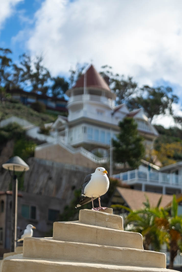 seagull on Catalina Island in California