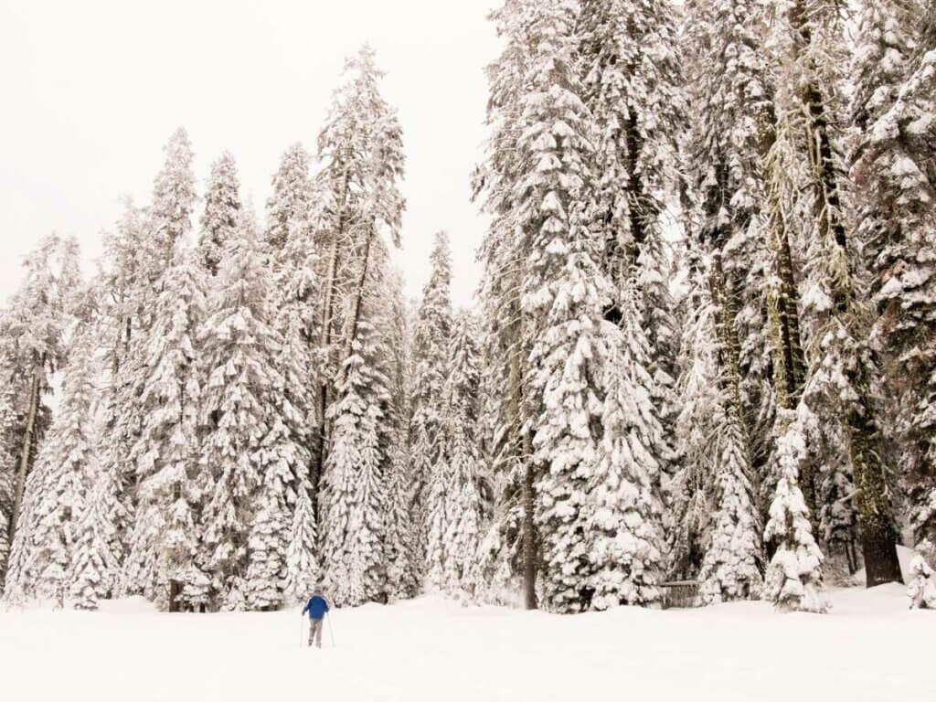 skiing-at-Badger-Pass-in-Yosemite-National-Park-in-winter