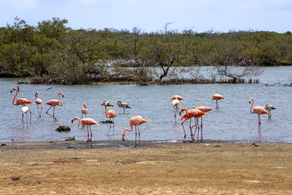 spotting wild flamingos around Bonaire in the Caribbean