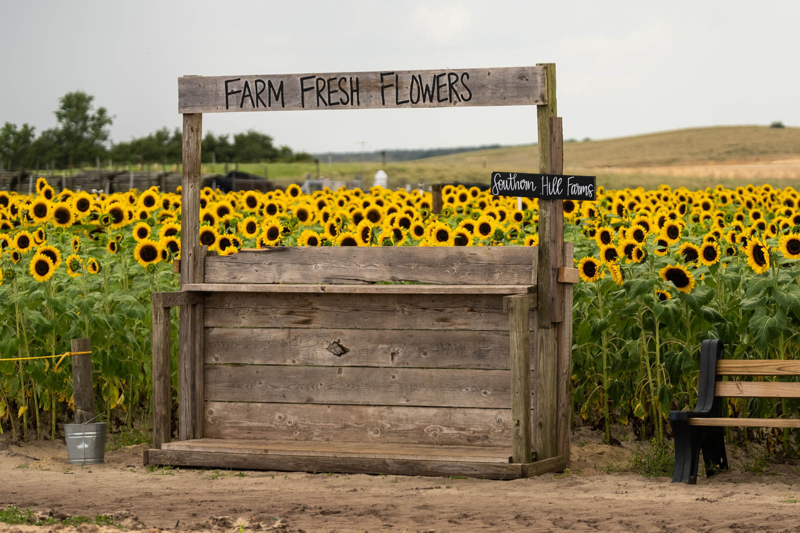sunflower field at Southern Hill Farms near Clermont Florida