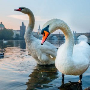early morning swans in prague