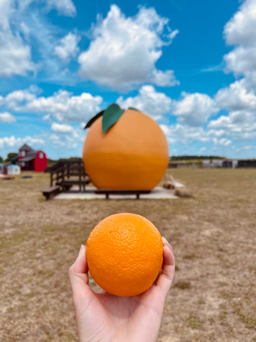 the-big-orange-at-sunsational-farms-in-umatilla-Florida