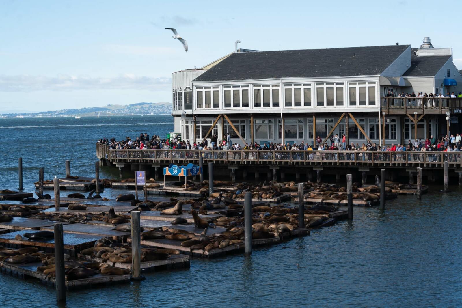 the california sea lions at Pier 39 in San Francisco