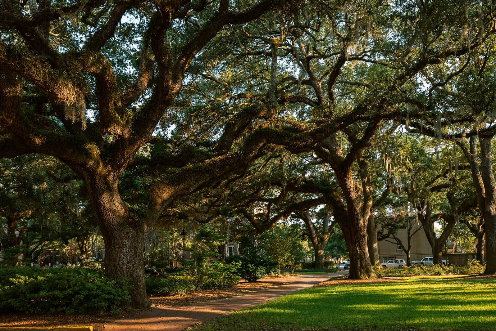 the gorgeous trees in Chatham Square in Savannah