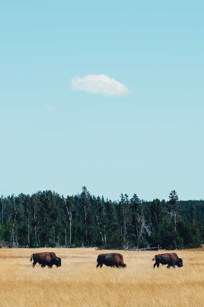 the bison in Yellowstone National Park