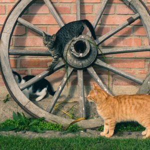 three playful kittens at na stadolci in bohemian switzerland in the cech republic