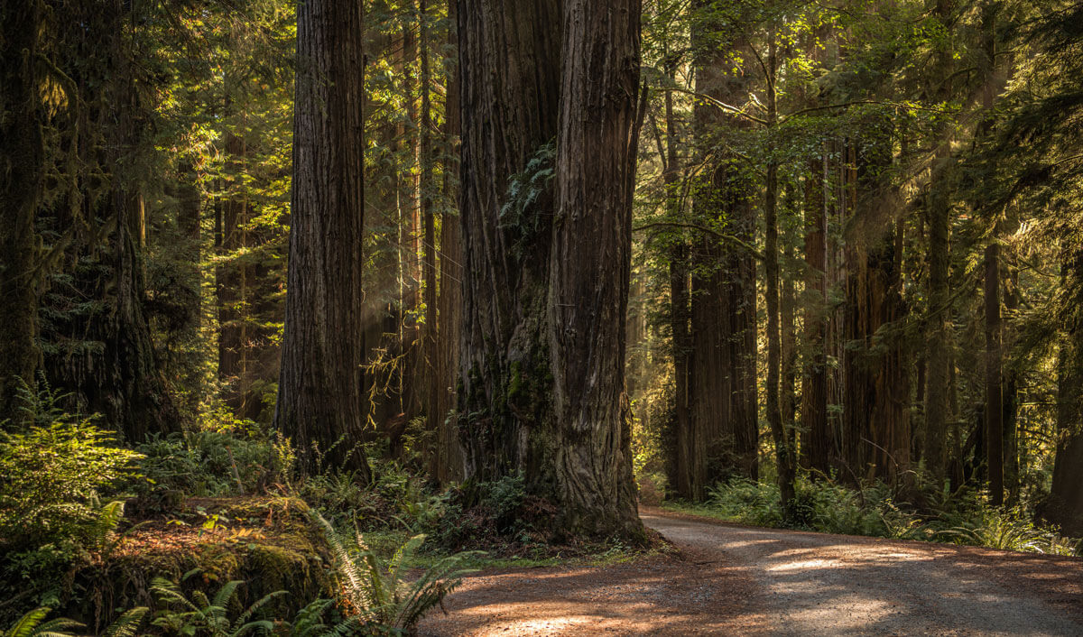 trail-along-redwood-trees-in-Crescent-City-California-along-the-PCH