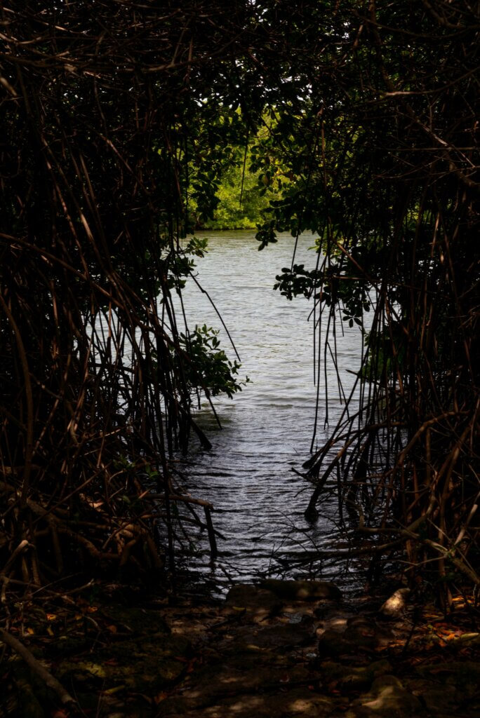 view of Bonaire's mangrove forests from Lac Cai Beach at Lac Bay