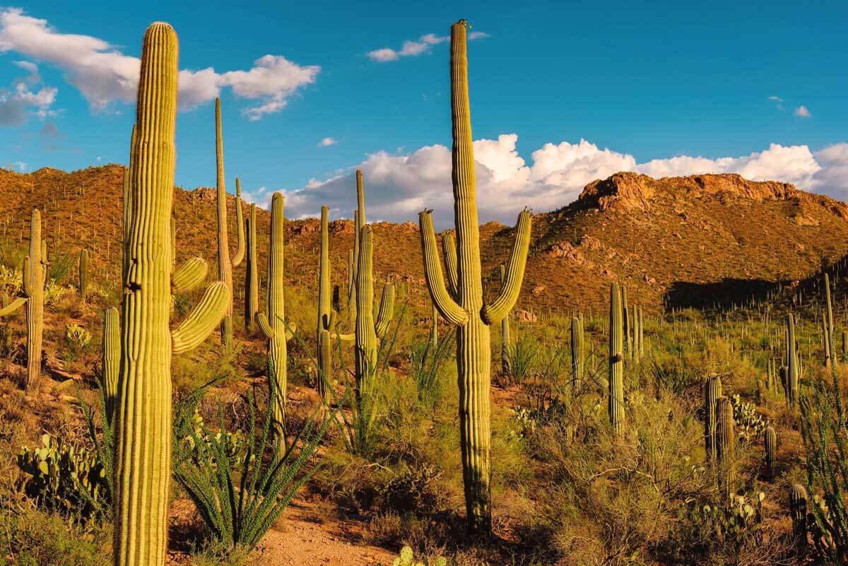 view-of-Saguaro-cacti-in-Sonoran-Desert-near-Tucson-Arizona