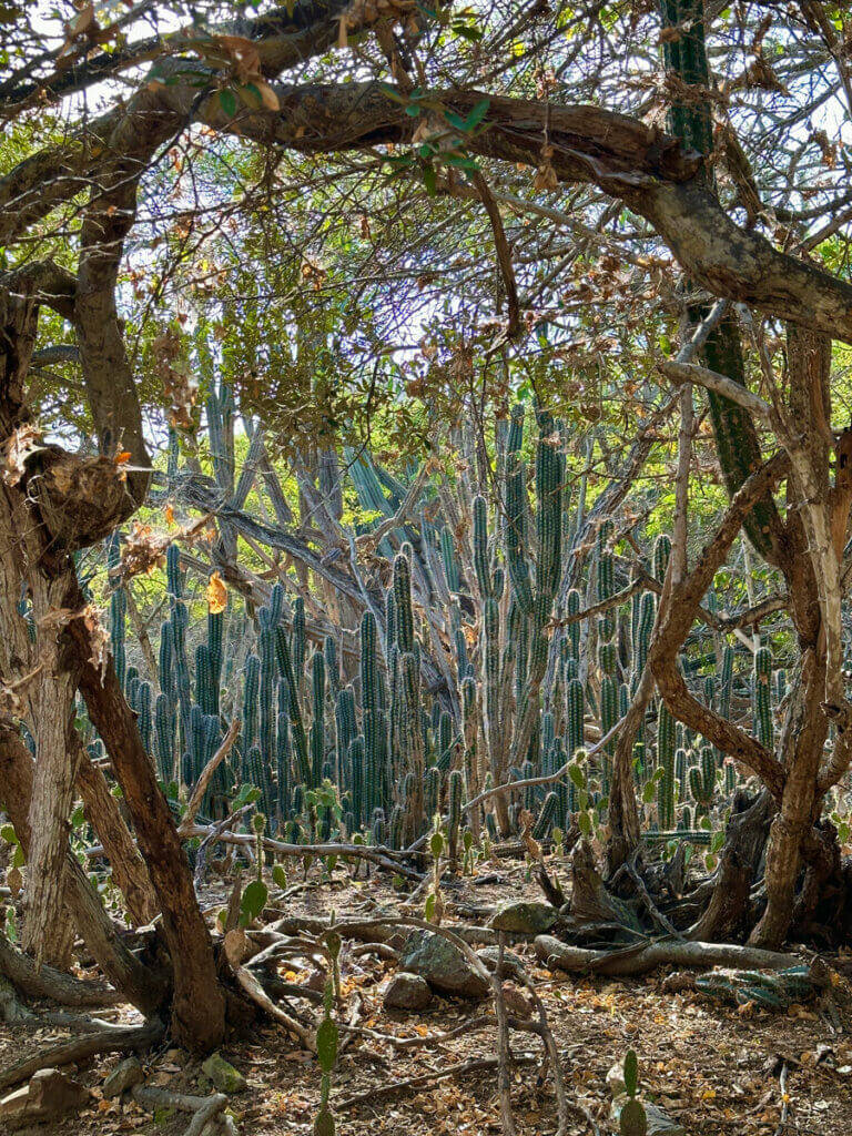 view-of-cacti-on-way-to-Put-Bronswinkel-along-the-short-route-in-Washington-Slagbaai-National-Park-in-Bonaire