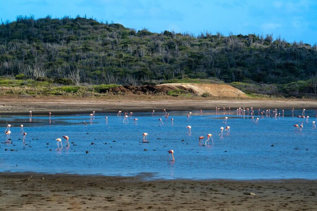 view of flamingos in Washington-Slagbaai National Park in Bonaire