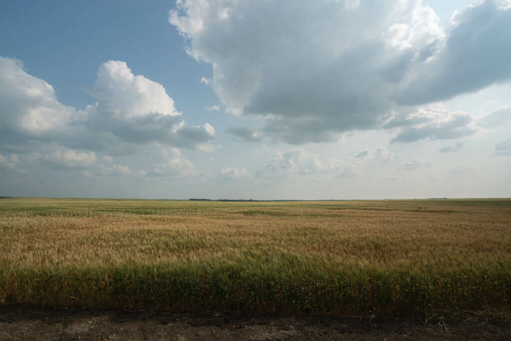 view of the fields at Alive Sky Lodge in Rosetown Saskatchewan