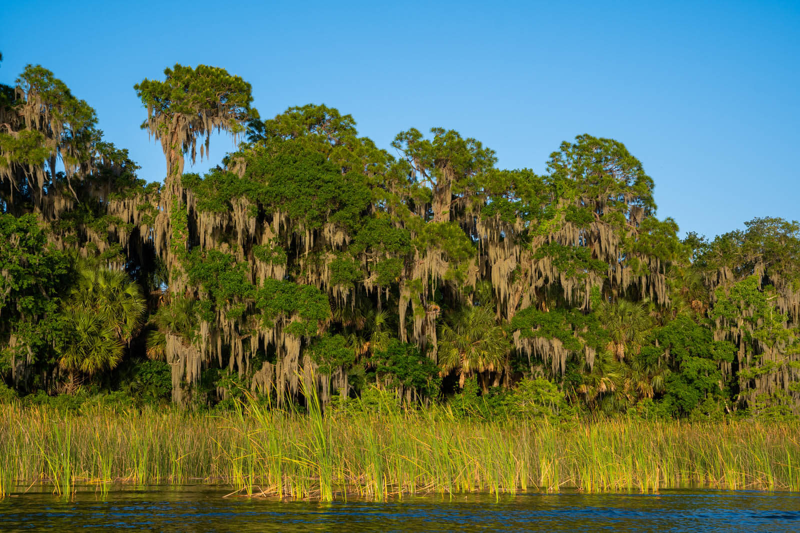 view on Lake Dora from a boat tour in Mount Dora Florida