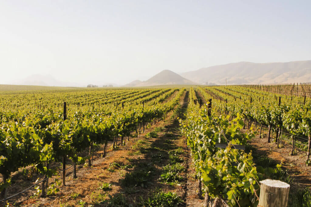 vineyards-and-volcanic-plug-view-from-Edna-Valley-winery-near-San-Luis-Obispo-in-Central-California