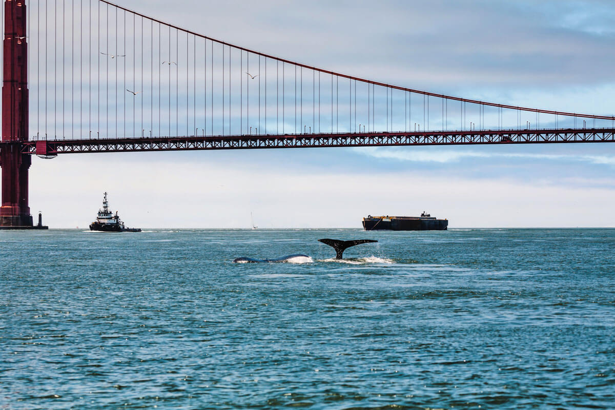 whale-watching-in-san-francisco-by-the-golden-gate-bridge