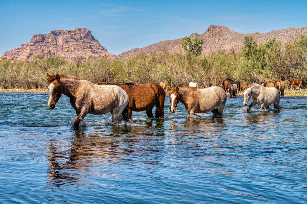 wild-horses-in-the-Salt-River-in-Tonto-National-Forest-in-Arizona